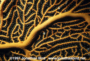 Yellow Gorgonian [Subergorgia mollis]