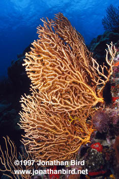 Orange Gorgonian [Acabaria sp.]