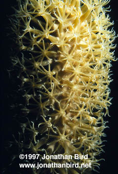 Giant Split lure sea rod Gorgonian [Plexaurella nutans]
