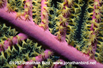 Bipinnate Sea Plume Gorgonian [Pseudopterogorgia bipinnata]