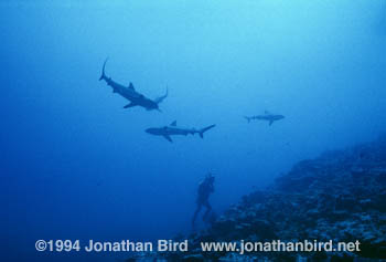 Gray Reef Shark [Carcharhinus amblyrhynchos]