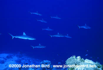 Gray Reef Shark [Carcharhinus amblyrhynchos]