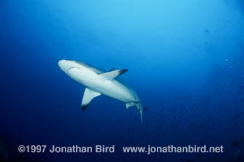 Gray Reef Shark [Carcharhinus amblyrhynchos]