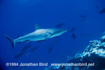 Gray Reef Shark [Carcharhinus amblyrhynchos]