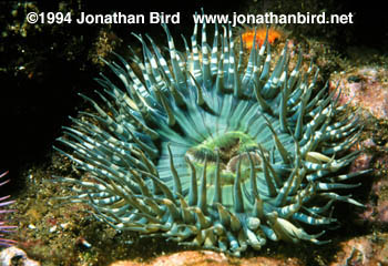 Green Anemone [Anthopleura xanthogrammica]