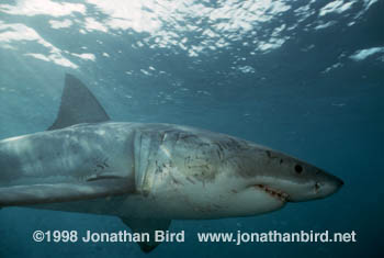 Great white Shark [Carcharodon carcharias]