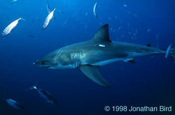 Great white Shark [Carcharodon carcharias]