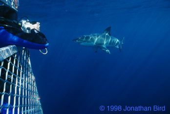 Great white Shark [Carcharodon carcharias]