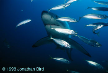 Great white Shark [Carcharodon carcharias]