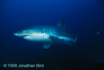 Great white Shark [Carcharodon carcharias]