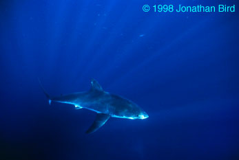 Great white Shark [Carcharodon carcharias]