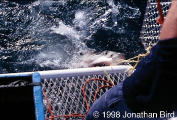 Great white Shark [Carcharodon carcharias]