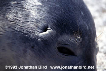 Harbor Seal [Phoca vitulina]