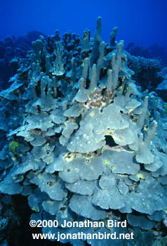 Coral Reef [--]