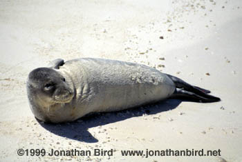 Hawaiian Monk Seal [Monachus schauinslandi]