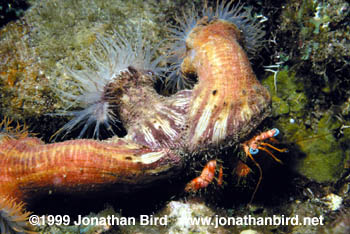 Stareye Hermit Crab [Dardanus venosus]