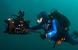 JB FIlming Blue Sharks