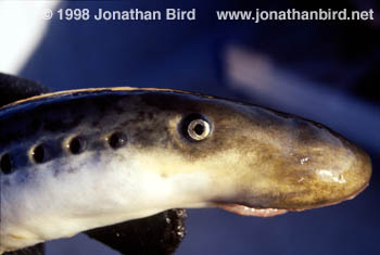 Sea Lamprey [Petromyzon marinus]