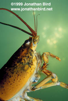 Northern Lobster [Homarus americanus]