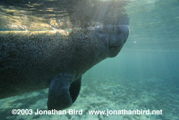 West Indian Manatee [Trichechus manatus]