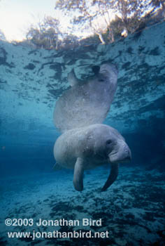 West Indian Manatee [Trichechus manatus]