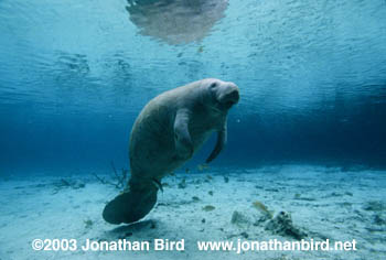 West Indian Manatee [Trichechus manatus]