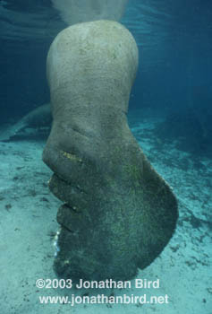 West Indian Manatee [Trichechus manatus]