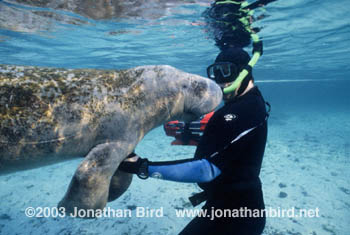 West Indian Manatee [Trichechus manatus]