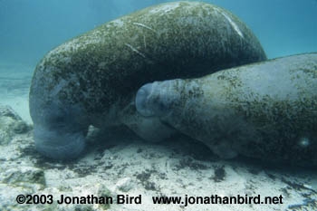 West Indian Manatee [Trichechus manatus]