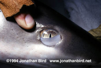 Nictitating Membrane [Carcharhinus amblyrhynchos]