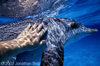 Atlantic Spotted Dolphin [Stenella frontalis]