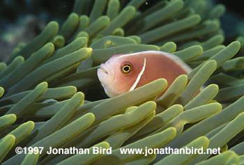 Pink Anemonefish [Amphiprion perideraion]