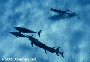 Atlantic Spotted Dolphin [Stenella frontalis]