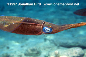 Reef Squid [Sepioteuthis sepioidea]