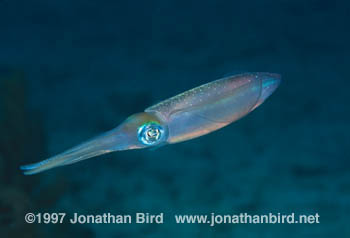 Reef Squid [Sepioteuthis sepioidea]