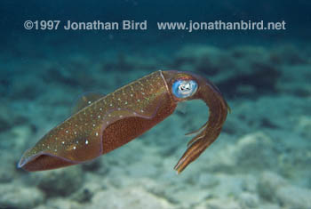 Reef Squid [Sepioteuthis sepioidea]