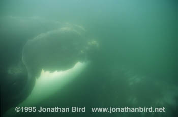 Northern Right Whale [Eubalaena glacialis]