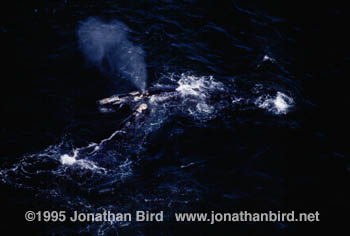 Northern Right Whale [Eubalaena glacialis]