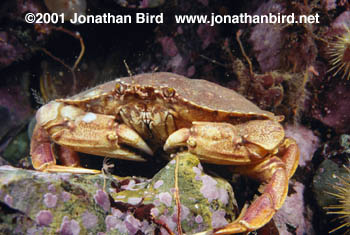 Rock Crab [Cancer irroratus]