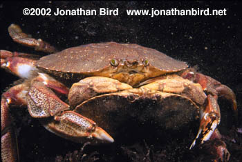 Rock Crab [Cancer irroratus]
