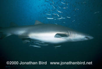 Sand Tiger Shark [Carcharias taurus]