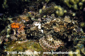 Spotted Scorpionfish [Scorpaena plumieri]