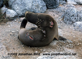 Galapagos Sea lion [Zalophus californianus wollebaeki]