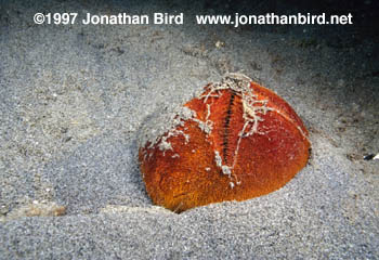 Red Heart urchin [Meoma ventricosa]