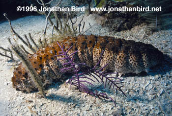 Donkey Dung Sea cucumber [Holothuria mexicana]