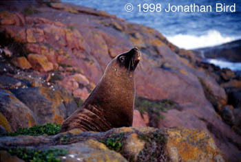 Australian Sea lion [Neophoca cinerea]