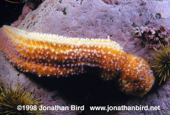 Northern Sea star [Asterias vulgaris]