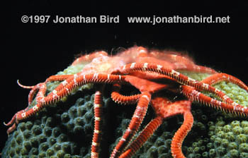 Ruby  Brittle star [Ophioderma rubicundum]