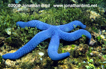 Linckia Sea star [Linckia laevigata]