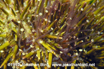 Green Sea urchin [Strongylocentrotus droebachiensis]